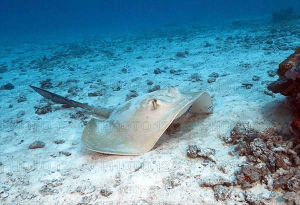 Cowtail stingray