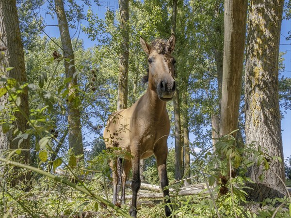 Wild horse