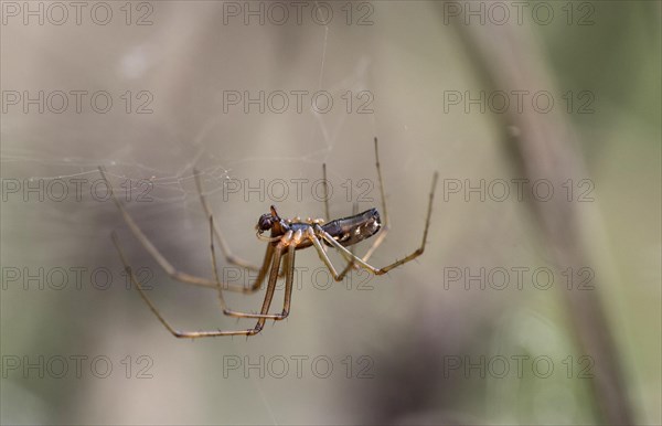 Male of the common canopy spider