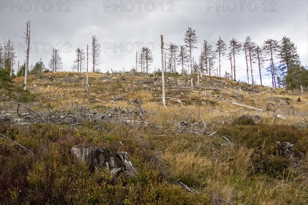 Dead Forest