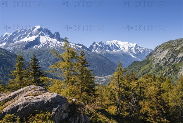 Larches in autumn colour