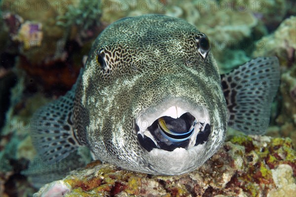 Star puffer