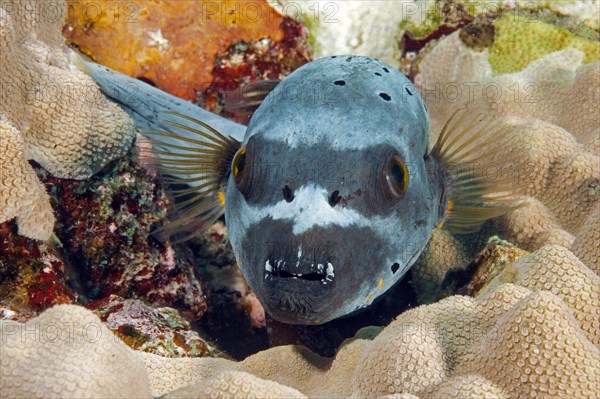 Masked puffer