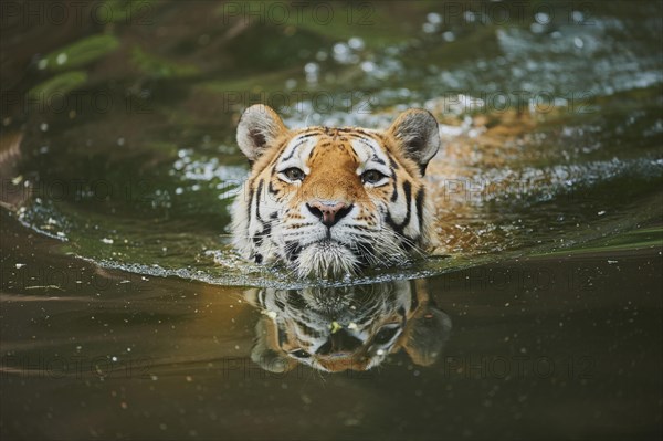 Siberian tiger