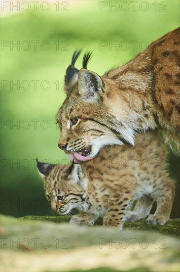 Eurasian lynx