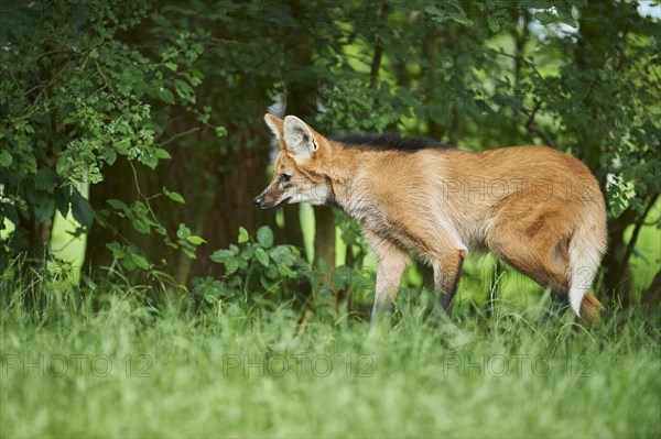 Young Maned wolf