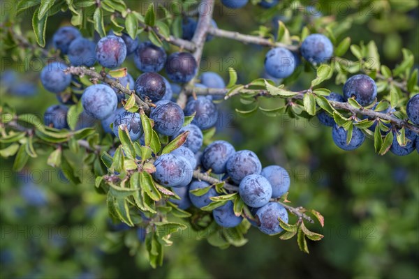 Ripe fruits of blackthorn