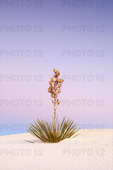 Yucca