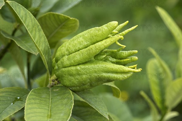 Unripe citrus fruit Buddha's hand