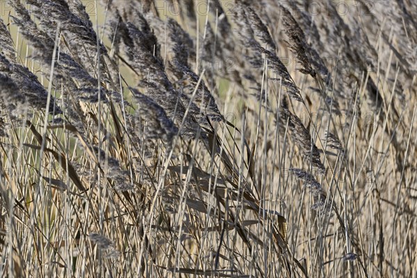 Common reed