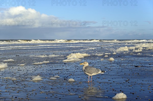 European herring gull