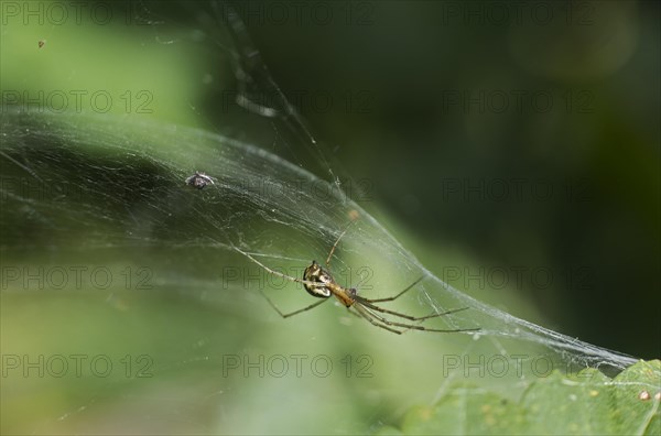 Female of the common canopy spider