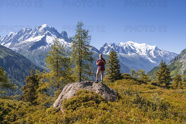 Larches in autumn colour