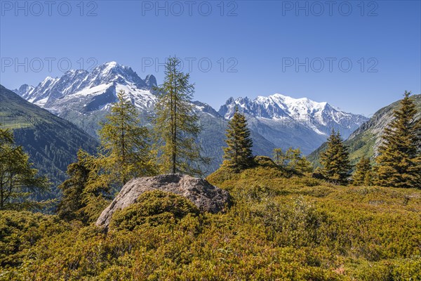 Larches in autumn colour