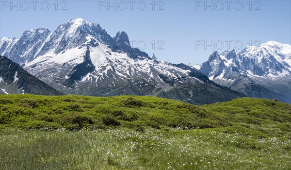 Woolgrass at Aiguillette de Poisettes