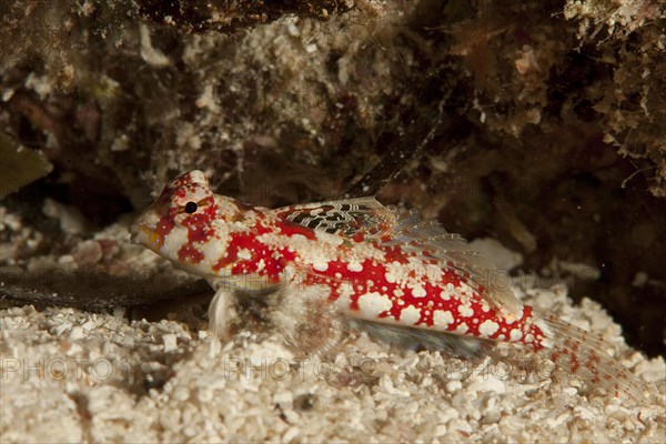 Marbled Dragonet