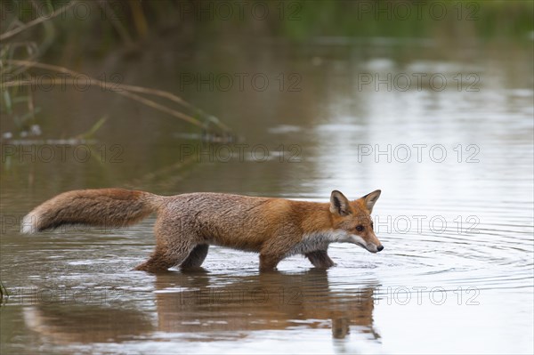 Red fox