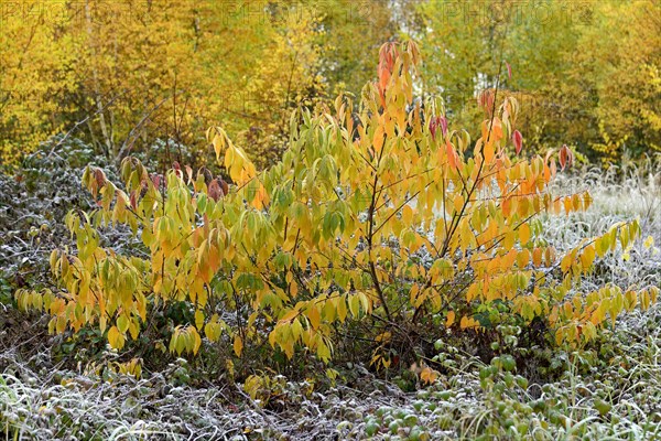 European Bird Cherry