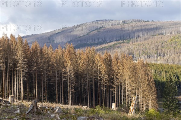 Dead trees