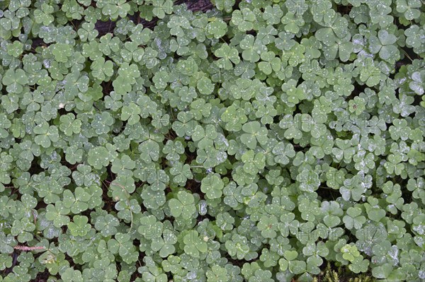 Shamrocks with water drops