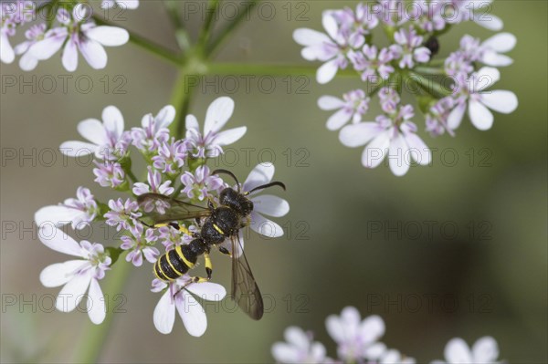 Five-spotted knotted wasp