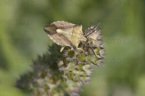 Carpocoris fuscispinus