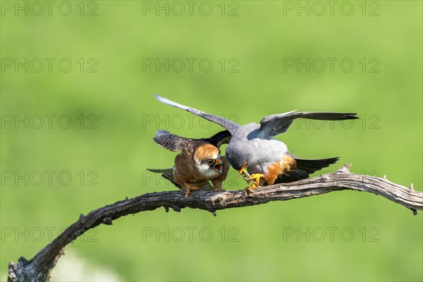 Pair of redfooted falcons