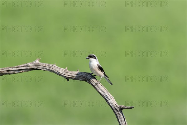 Lesser Grey Shrike