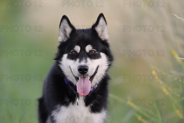 Alaskan Malamute Portrait