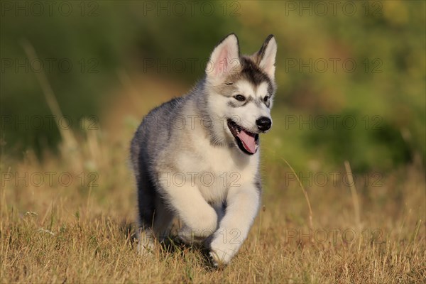 Alaskan Malamute puppy walks across a meadow