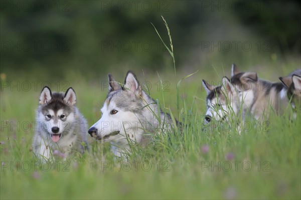Alaskan Malamute puppies and dam in the grass