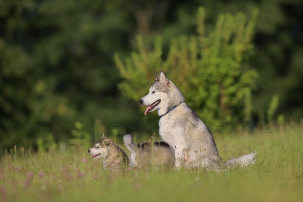 Alaskan Malamute puppies and dam sitting in the grass