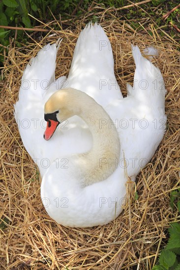 Mute swan