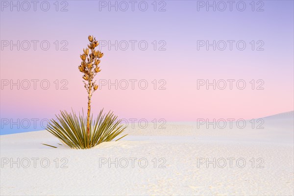 Yucca