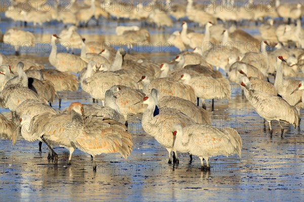 Flock of Canada cranes standing in the water