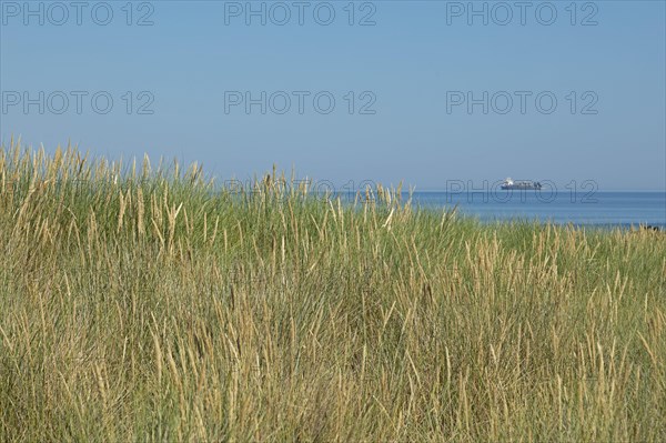 European Marram Grass