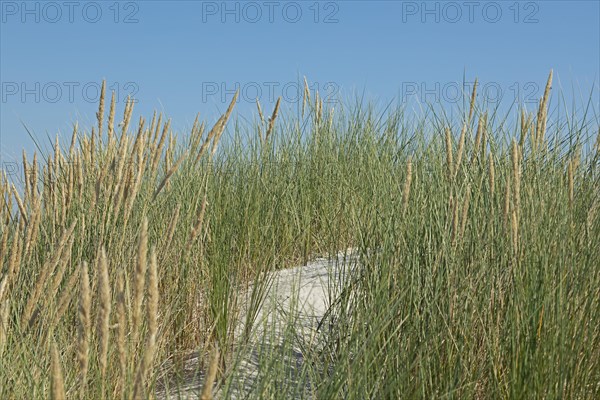 European Marram Grass