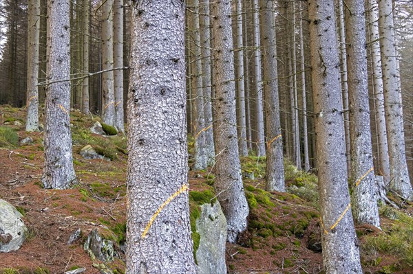 Trees marked in the forest