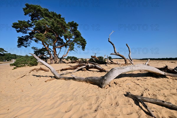 Pine and deadwood in dune landscape De Pollen