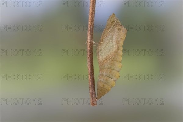 Swallowtail