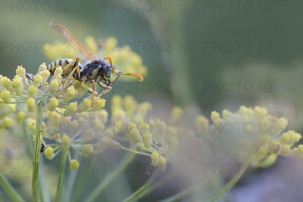 European paper wasp