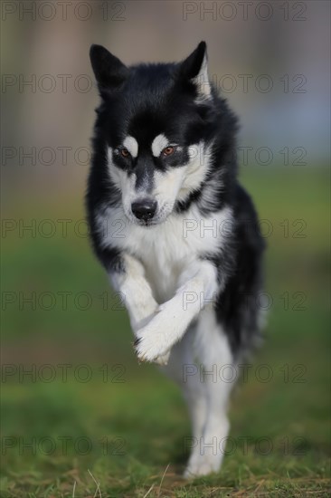 Alaskan Malamute male