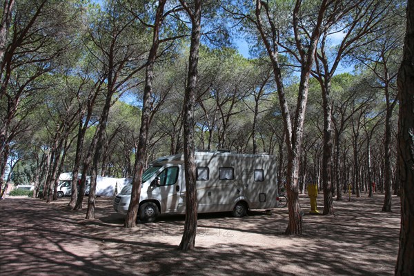 Motorhome between pine trees