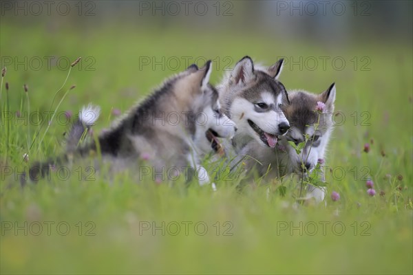 Alaskan Malamute puppies lying in the grass