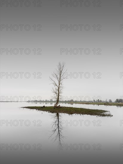 A tree on an island on the bank of the Oder