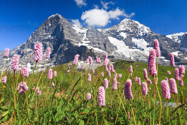 Eiger and Moench with snake's knotweed