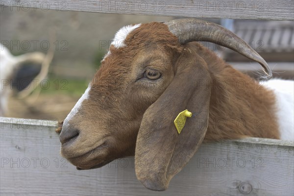 Boer goat