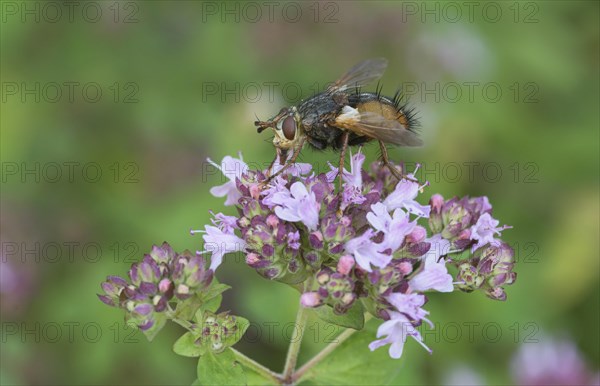 Tachina fera