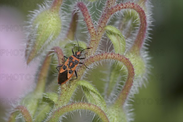 Corizus hyoscyami