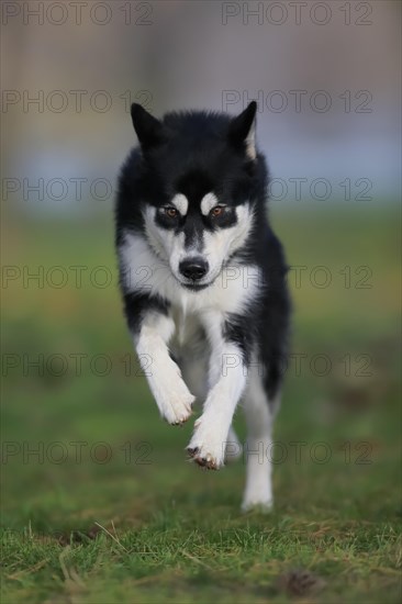 Alaskan Malamute male